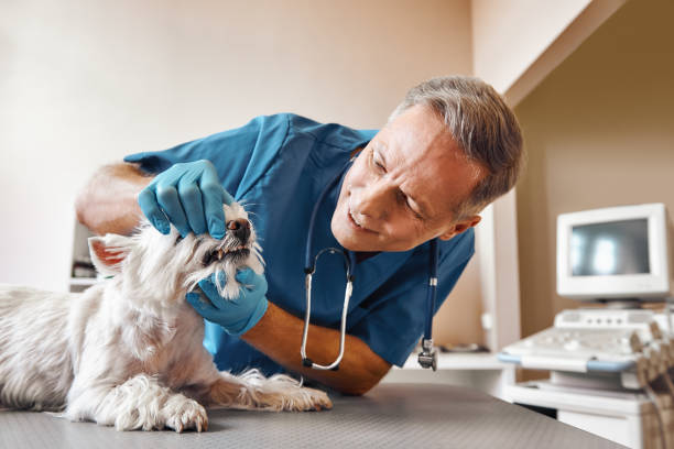 Best Knocked-Out Tooth (Avulsed Tooth) Treatment in Springfield, OR